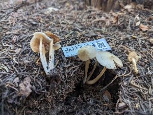  ( - HAY-F-005809)  @11 [ ] by-nc (2023) Stu Pickell Fungal Diversity Survey