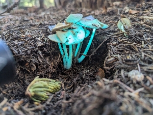  ( - HAY-F-005809)  @11 [ ] by-nc (2023) Stu Pickell Fungal Diversity Survey