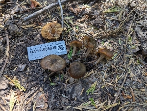  ( - HAY-F-005836)  @11 [ ] by-nc (2023) Stu Pickell Fungal Diversity Survey
