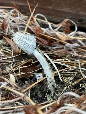 (Coprinopsis sp. lagopus-IN02 - HAY-F-004213)  @11 [ ] by-nc (2023) Jaren Hockert Fungal Diversity Survey