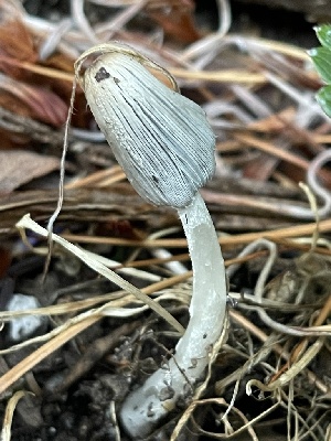  ( - HAY-F-004213)  @11 [ ] by-nc (2023) Jaren Hockert Fungal Diversity Survey