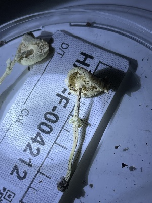  (Leucocoprinus sp. CA02 - HAY-F-004212)  @11 [ ] by-nc (2023) Jaren Hockert Fungal Diversity Survey