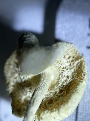  ( - HAY-F-004212)  @11 [ ] by-nc (2023) Jaren Hockert Fungal Diversity Survey
