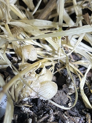  ( - HAY-F-004214)  @11 [ ] by-nc (2023) Jaren Hockert Fungal Diversity Survey