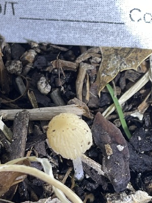  ( - HAY-F-004214)  @11 [ ] by-nc (2023) Jaren Hockert Fungal Diversity Survey