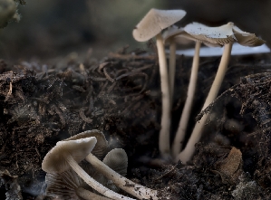  ( - HAY-F-005809)  @11 [ ] by-nc (2023) Stu Pickell Fungal Diversity Survey