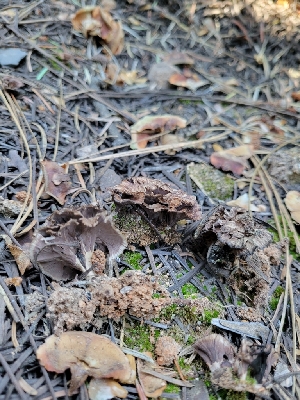  ( - HAY-F-000545)  @11 [ ] by-nc (2023) Harte Singer Fungal Diversity Survey