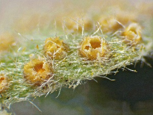  ( - HAY-F-005763)  @11 [ ] c (2023) Rudy Diaz Fungal Diversity Survey