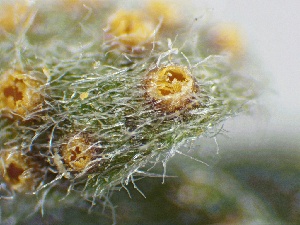  ( - HAY-F-005763)  @11 [ ] c (2023) Rudy Diaz Fungal Diversity Survey