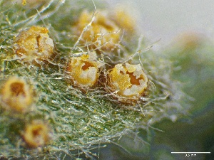  (Puccinia cressae - HAY-F-005763)  @11 [ ] c (2023) Rudy Diaz Fungal Diversity Survey