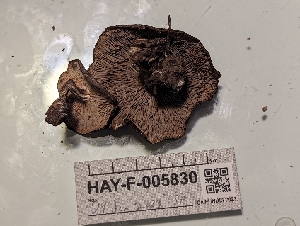  ( - HAY-F-005830)  @11 [ ] by-nc (2023) Stu Pickell Fungal Diversity Survey