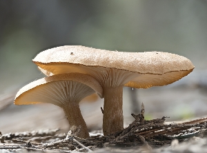  (Infundibulicybe sp. squamulosa-PNW01 - HAY-F-004449)  @11 [ ] by-nc (2023) Stu Pickell Fungal Diversity Survey