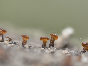  (Dacrymyces sp. CA02 - HAY-F-005771)  @11 [ ] by-nc (2023) Stu Pickell Fungal Diversity Survey