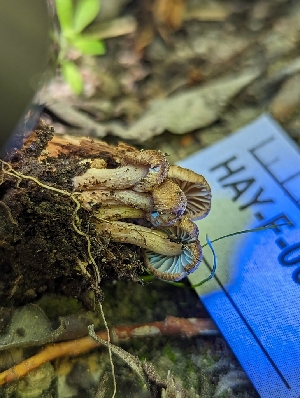  ( - HAY-F-005839)  @11 [ ] by-nc (2023) Stu Pickell Fungal Diversity Survey
