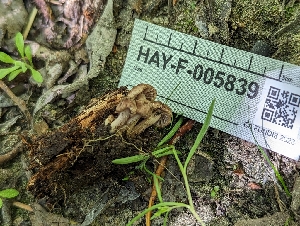  ( - HAY-F-005839)  @11 [ ] by-nc (2023) Stu Pickell Fungal Diversity Survey