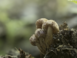  ( - HAY-F-005839)  @11 [ ] by-nc (2023) Stu Pickell Fungal Diversity Survey