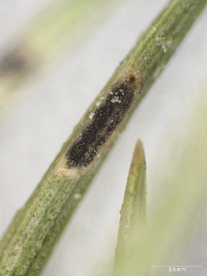  (Phyllachora sp. CA02 - HAY-F-005764)  @11 [ ] c (2023) Rudy Diaz Fungal Diversity Survey