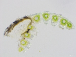  ( - HAY-F-005764)  @11 [ ] c (2023) Rudy Diaz Fungal Diversity Survey