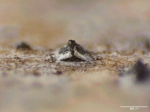  (Strigulales - HAY-F-005768)  @11 [ ] c (2023) Rudy Diaz Fungal Diversity Survey