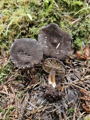  (Lactarius sp. fallax-PNW03 - HAY-F-003172)  @11 [ ] by (2023) Mandy Hackney Fungal Diversity Survey
