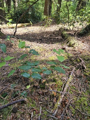  ( - HAY-F-003172)  @11 [ ] by (2023) Mandy Hackney Fungal Diversity Survey