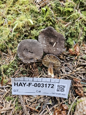  ( - HAY-F-003172)  @11 [ ] by (2023) Mandy Hackney Fungal Diversity Survey