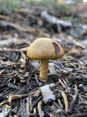  ( - HAY-F-006158)  @11 [ ] by-nc (2023) Dean Lyons Fungal Diversity Survey