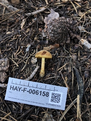  ( - HAY-F-006158)  @11 [ ] by-nc (2023) Dean Lyons Fungal Diversity Survey