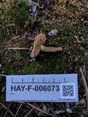  ( - HAY-F-006073)  @11 [ ] by-nc (2023) Dean Lyons Fungal Diversity Survey
