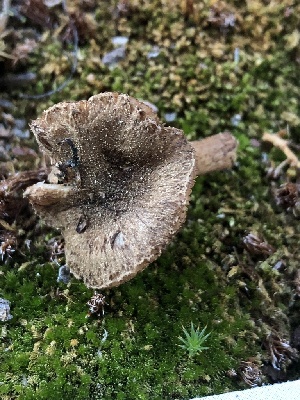  ( - HAY-F-006073)  @11 [ ] by-nc (2023) Dean Lyons Fungal Diversity Survey
