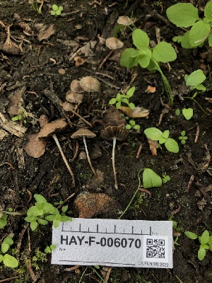  ( - HAY-F-006070)  @11 [ ] by-nc (2023) Dean Lyons Fungal Diversity Survey