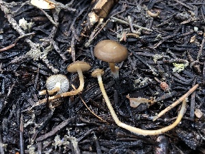  ( - HAY-F-006078)  @11 [ ] by-nc (2023) Dean Lyons Fungal Diversity Survey