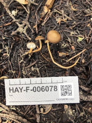  ( - HAY-F-006078)  @11 [ ] by-nc (2023) Dean Lyons Fungal Diversity Survey