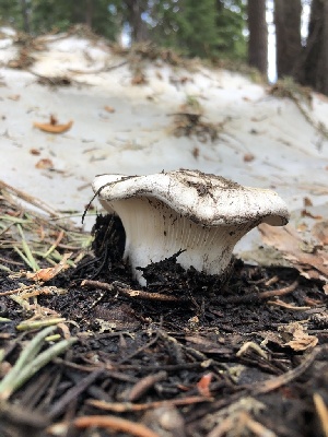  ( - HAY-F-006111)  @11 [ ] by-nc (2023) Dean Lyons Fungal Diversity Survey