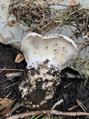  ( - HAY-F-006111)  @11 [ ] by-nc (2023) Dean Lyons Fungal Diversity Survey