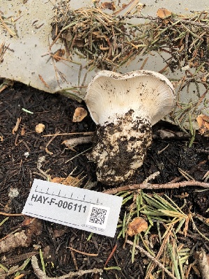  ( - HAY-F-006111)  @11 [ ] by-nc (2023) Dean Lyons Fungal Diversity Survey