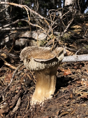  ( - HAY-F-006088)  @11 [ ] by-nc (2023) Dean Lyons Fungal Diversity Survey