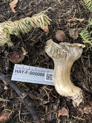  ( - HAY-F-006088)  @11 [ ] by-nc (2023) Dean Lyons Fungal Diversity Survey