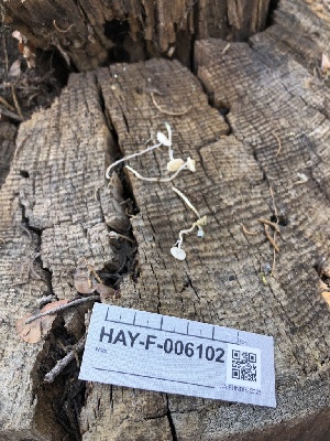  ( - HAY-F-006102)  @11 [ ] by-nc (2023) Dean Lyons Fungal Diversity Survey