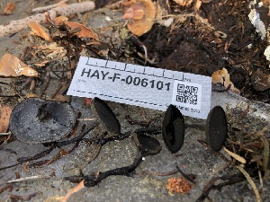  ( - HAY-F-006101)  @11 [ ] by-nc (2023) Dean Lyons Fungal Diversity Survey