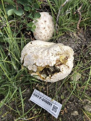  ( - HAY-F-006091)  @11 [ ] by-nc (2023) Dean Lyons Fungal Diversity Survey