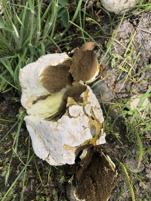  ( - HAY-F-006091)  @11 [ ] by-nc (2023) Dean Lyons Fungal Diversity Survey