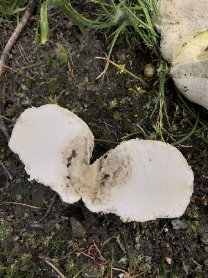  ( - HAY-F-006091)  @11 [ ] by-nc (2023) Dean Lyons Fungal Diversity Survey