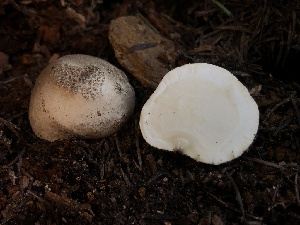  (Handkea - HAY-F-005981)  @11 [ ] by-nc (2023) Dean Lyons Fungal Diversity Survey