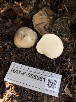  ( - HAY-F-005981)  @11 [ ] by-nc (2023) Dean Lyons Fungal Diversity Survey