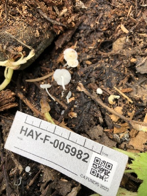  ( - HAY-F-005982)  @11 [ ] by-nc (2023) Dean Lyons Fungal Diversity Survey
