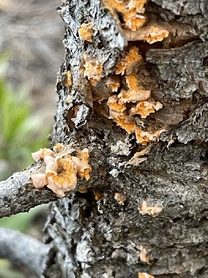 ( - HAY-F-004220)  @11 [ ] by-nc (2023) Jaren Hockert Fungal Diversity Survey