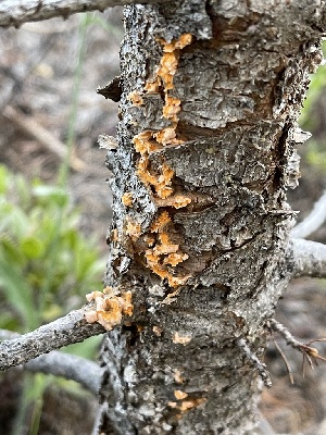  ( - HAY-F-004220)  @11 [ ] by-nc (2023) Jaren Hockert Fungal Diversity Survey