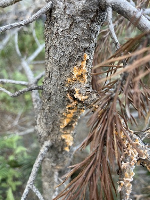 ( - HAY-F-004220)  @11 [ ] by-nc (2023) Jaren Hockert Fungal Diversity Survey