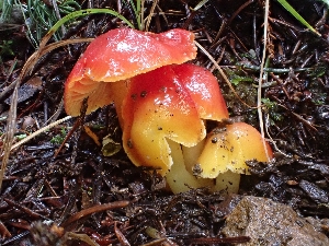  (Hygrocybe marchii - HAY-F-001965)  @11 [ ] cc-by-nc (2023) Luca Hickey FunDiS